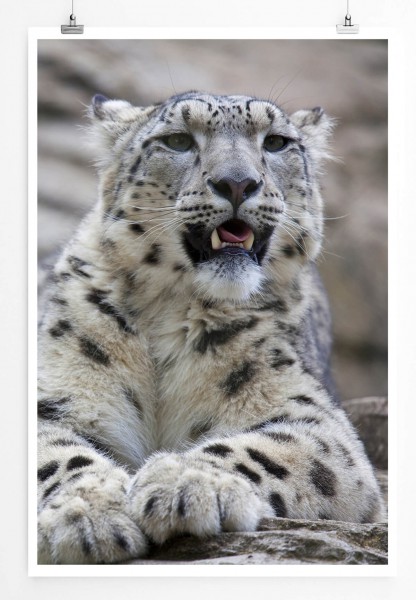 Tierfotografie 60x90cm Poster Junger Leopard auf Felsen