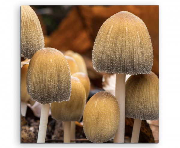 Wandbild Naturfotografie Gruppe von Pilzen auf Leinwand 