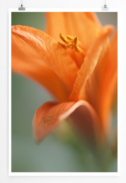60x90cm Poster Naturfotografie  Orange Blüte