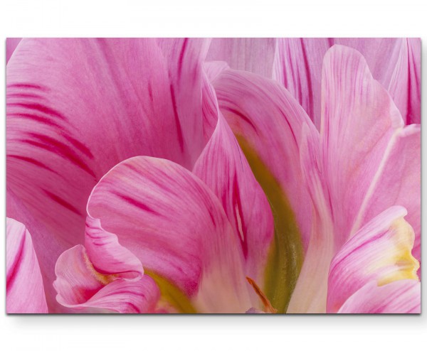 Rosa Tulpen im Sommer - Leinwandbild