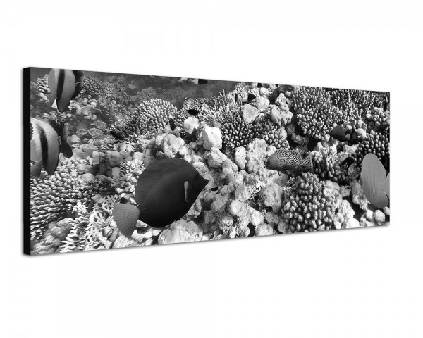 150x50cm Unterwasser Riff Fische Korallen