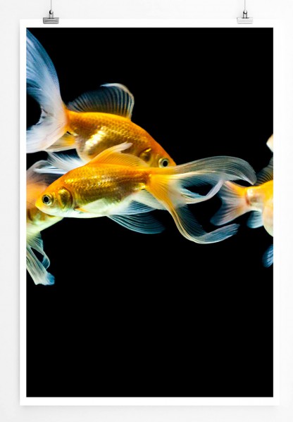 60x90cm Poster Tierfotografie  Elegante Goldfische