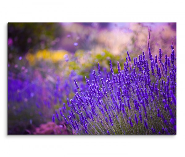 120x80cm Wandbild Lavendel Wiese Blumen Sommer