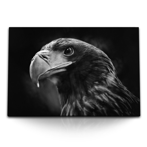120x80cm Wandbild auf Leinwand Riesenseeadler Adler Raubvogel Schwarz Weiß