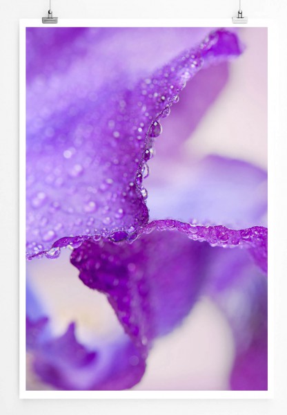 Naturfotografie 60x90cm Poster Lilafarbene Irisblumen