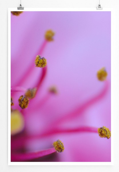 60x90cm Poster Naturfotografie  Pink rosa Blüte mit Staubblättern