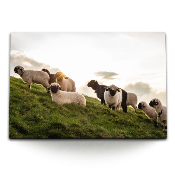 120x80cm Wandbild auf Leinwand Schafe Weide Schafherde Schottland Wiese Natur