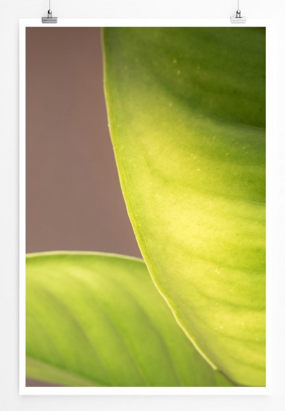 60x90cm Poster Naturfotografie  Zuckerrohr Blätter im Detail