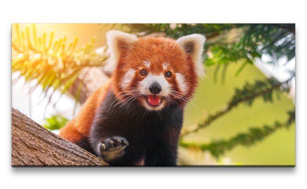 Leinwandbild 120x60cm Roter Panda Süß Niedlich Lieblich Herzlich Knuddelig