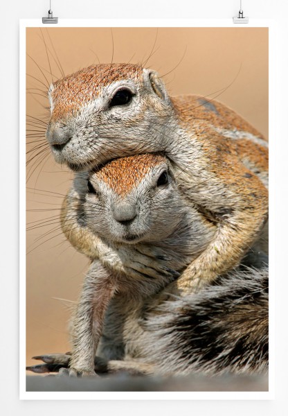 90x60cm Poster Tierfotografie Zwei spielende Erdhörnchen