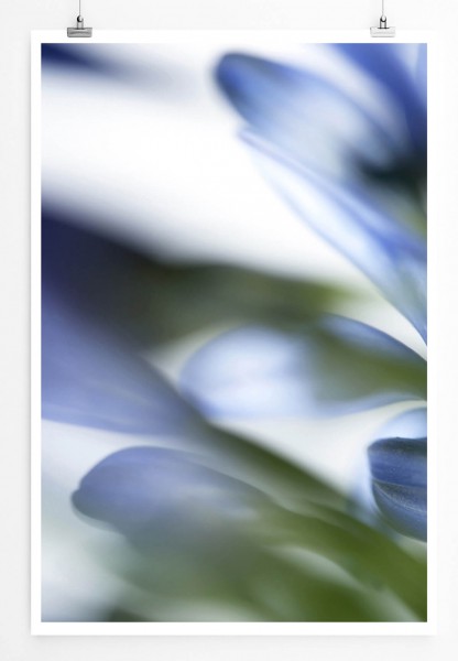 Naturfotografie 60x90cm Poster Blaue Blütenblätter