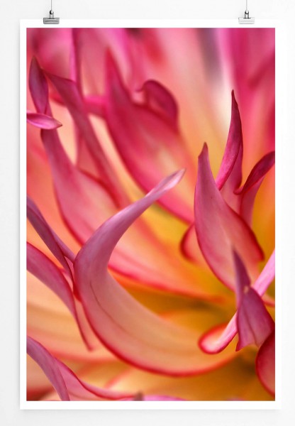 60x90cm Naturfotografie Poster Rosa Spitzenblüten