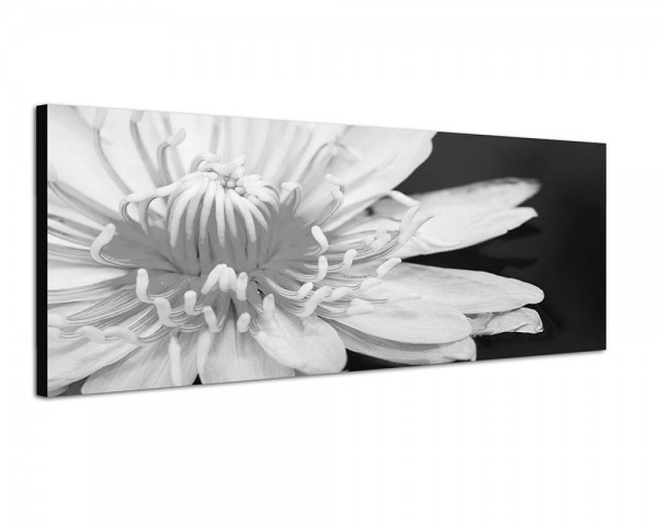 150x50cm Lotus Blüte rosa Nahaufnahme