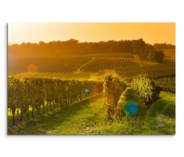 120x80cm Wandbild Bordeaux Weinberg Sonnenstrahlen