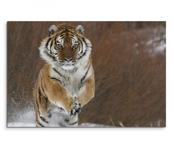 120x80cm Wandbild Sibirischer Tiger Schnee