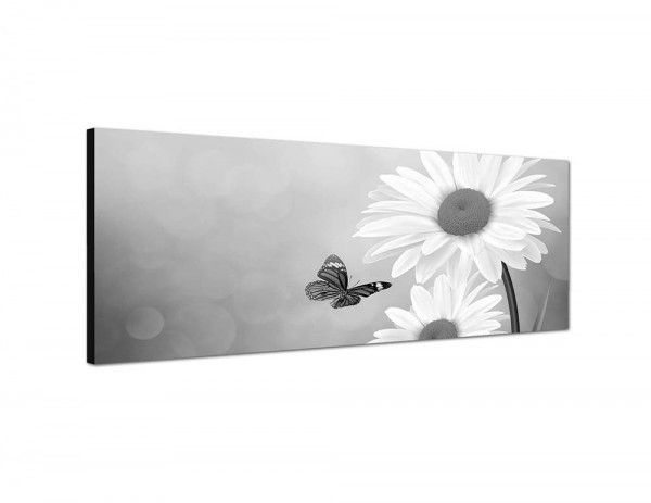 150x50cm Gänseblümchen Schmetterling Frühling