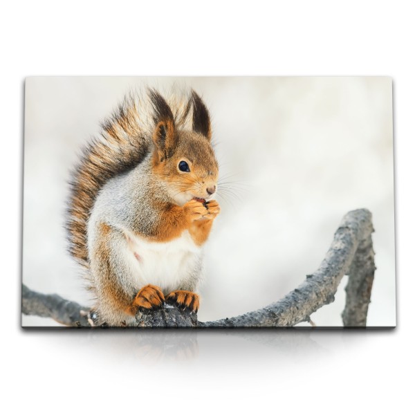 120x80cm Wandbild auf Leinwand Eichhörnchen auf Ast Tierfotografie Süß
