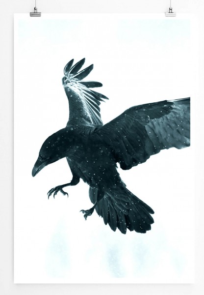 Schwarze Krähe im Flug 60x90cm Poster