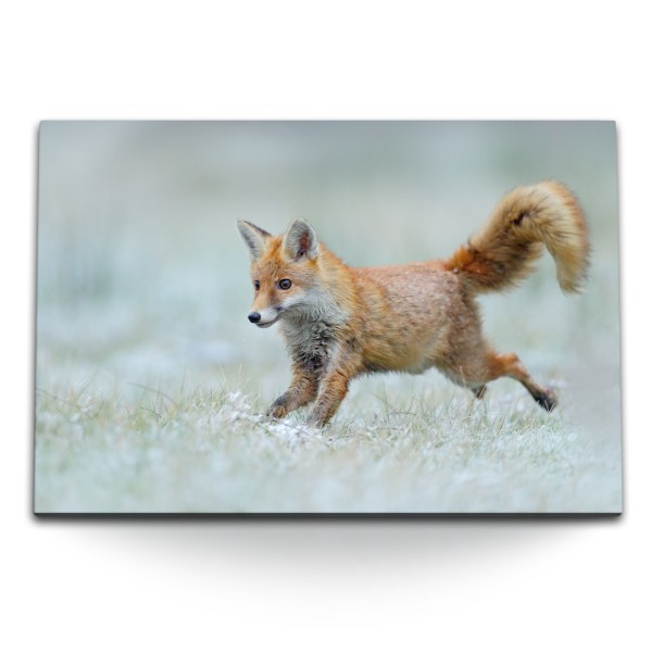 120x80cm Wandbild auf Leinwand Kleiner roter Fuchs Wiese Natur Tierfotografie