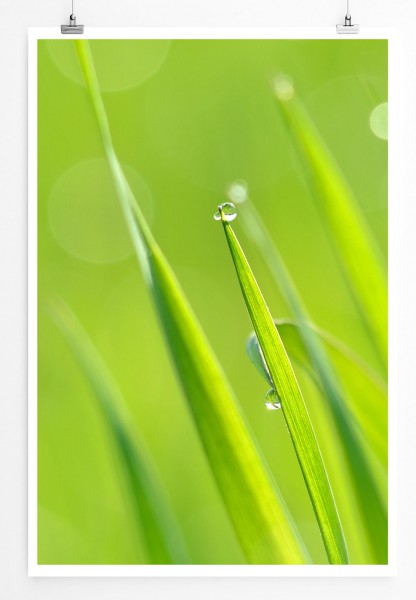 Naturfotografie  Frisches Gras im Morgentau 60x90cm Poster