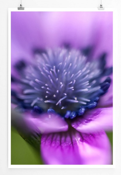 60x90cm Poster Naturfotografie  Violettes Windröschen im Detail