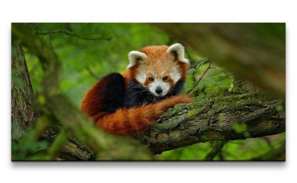 Leinwandbild 120x60cm Süßer kleiner Roter Panda Flauschig Herzig Baum