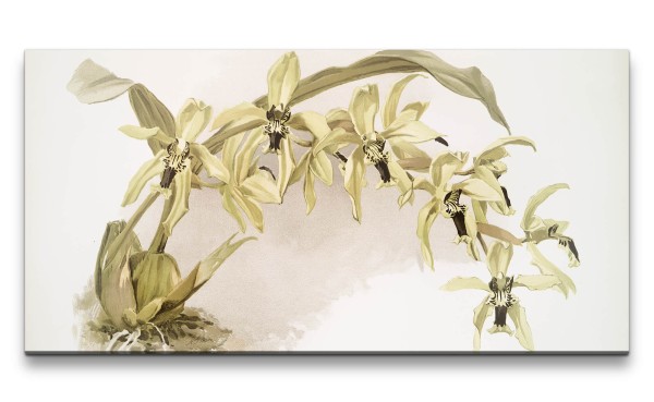 Remaster 120x60cm Exotische Blume Orchidee Wunderschön Dekorativ Illustration
