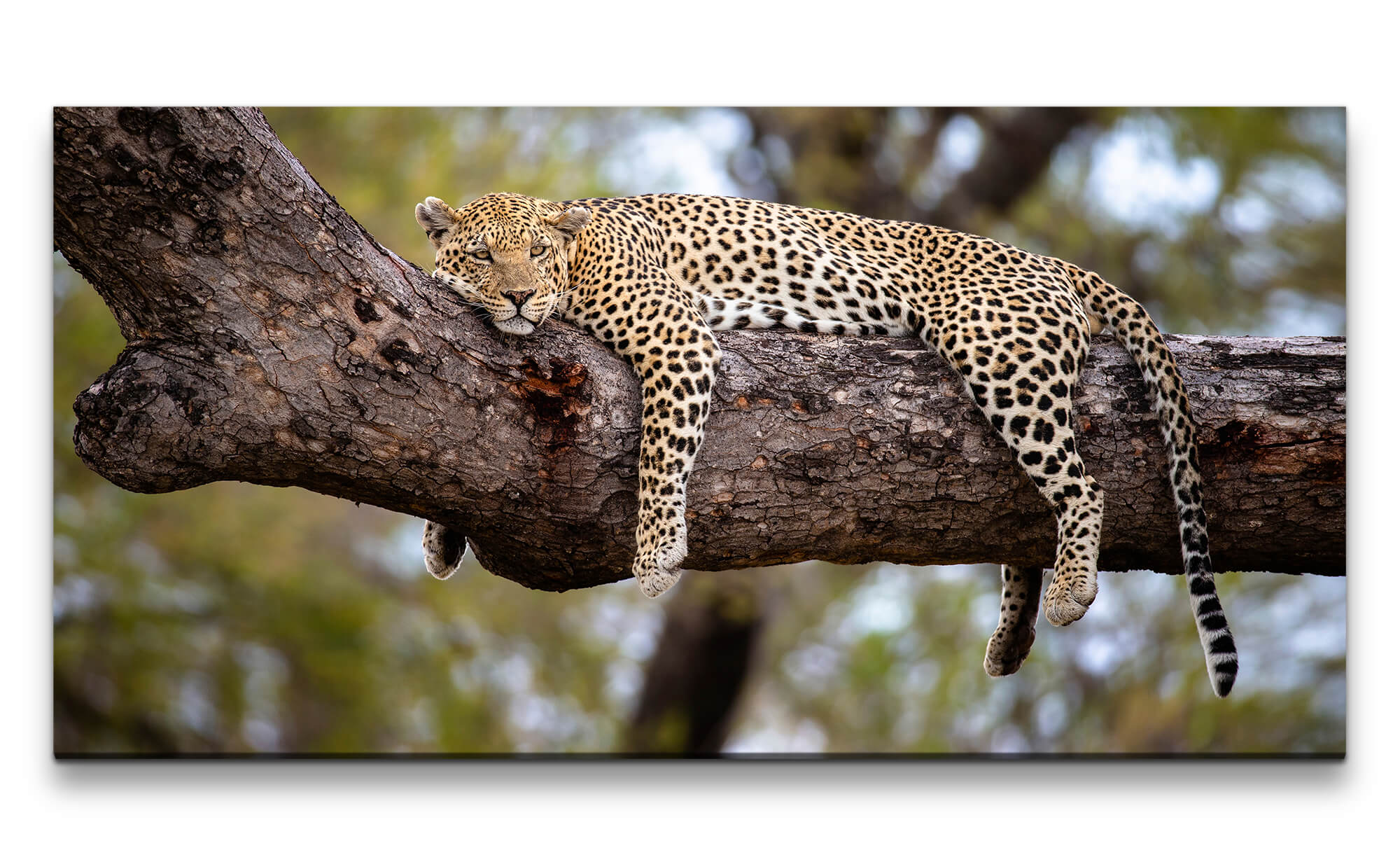 Leinwandbild 120x60cm Leopard döst im Baum Raubkatze Großkatze Wildnis  Afrika | Sinus Art GmbH - Einzigartige Designs, Geschenke , Wandbilder &  Wohnaccessoires zu fairen Preisen
