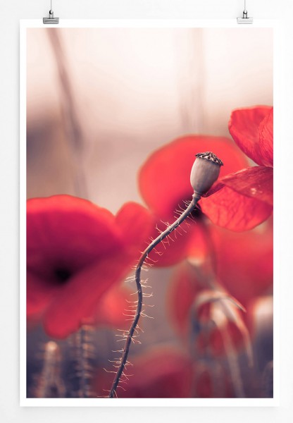Naturfotografie  Gruppe roter Mohnblüten 60x90cm Poster