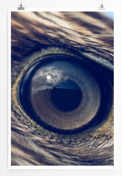 60x90cm Poster Tierfotografie  Detail eines Adlerauge