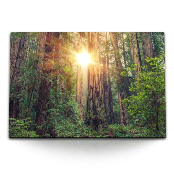 120x80cm Wandbild auf Leinwand Redwood Nationalpark Kalifornien große Bäume Sonnenstrahl