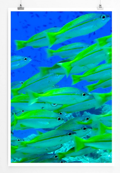 60x90cm Poster Tierfotografie  Neongrüne Fische aus Thailand