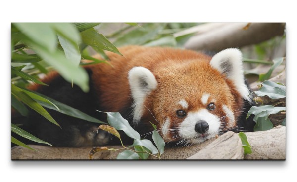 Leinwandbild 120x60cm Kleiner süßer Roter Panda Niedlich Lieblich Herzlich