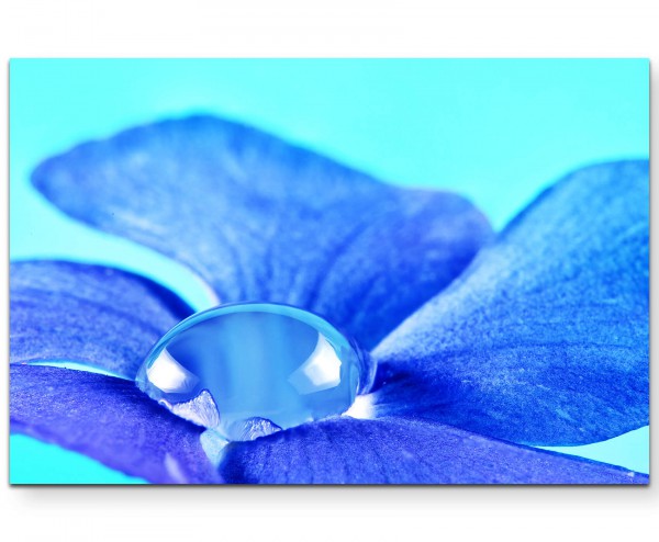 Fotografie  Immergrün Blüte mit Wassertropfen + türkisfarbener Hintergrund - Leinwandbild