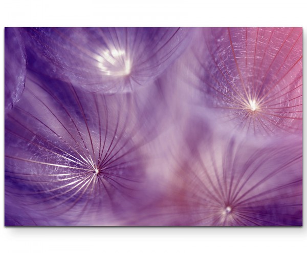 Makrofotografie  Pusteblumenschirmchen in Violett - Leinwandbild