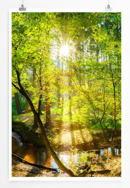 Landschaftsfotografie  Waldbach in der Sonne 60x90cm Poster