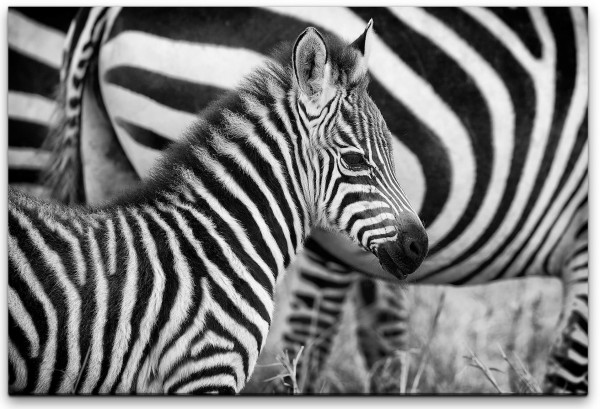 Zebras Wandbild in verschiedenen Größen