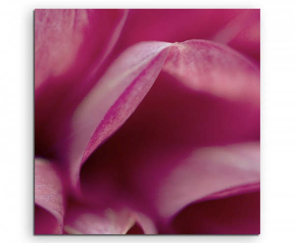 Naturfotografie  Pinke Blütenblätter mit Rand auf Leinwand exklusives Wandbild moderne Fotografie f
