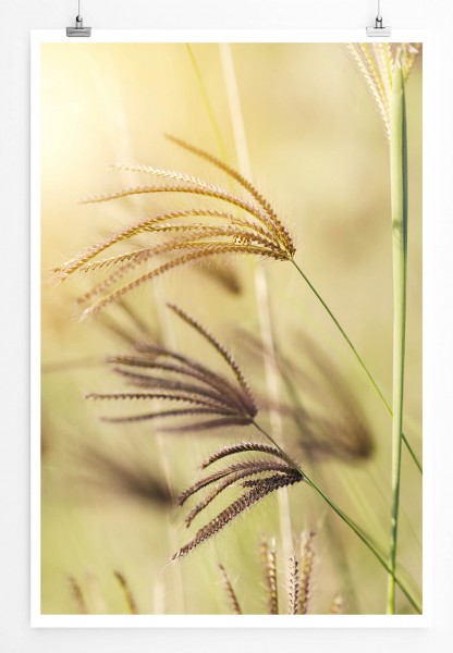 Naturfotografie  Grashalme im Wind 60x90cm Poster