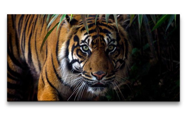 Leinwandbild 120x60cm Indischer Tiger Dschungel Wild schönes Tier Raubkatze