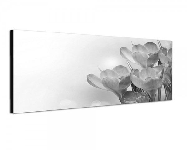 150x50cm Krokus Blumen Frühling Licht