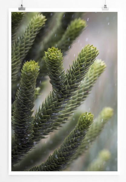 60x90cm Poster Naturfotografie  Chilenischer Pinienbaum