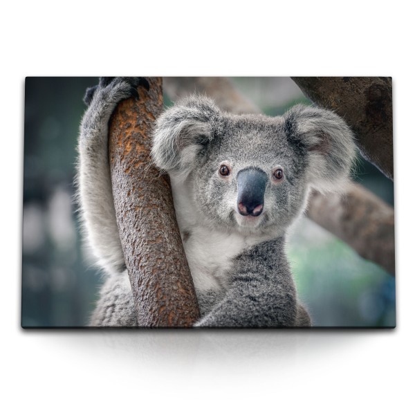 120x80cm Wandbild auf Leinwand Koala Koalabär Tierfotografie Australien Baum