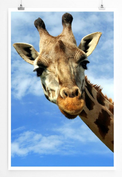 60x90cm Tierfotografie Poster Süßes Giraffen Porträt
