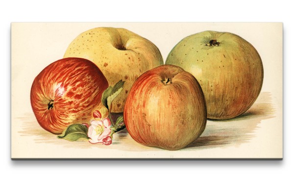 Remaster 120x60cm Alte Illustration Stillleben Äpfel Vintage Früchte Schön