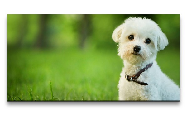 Leinwandbild 120x60cm Malteser Hund süßer kleiner Welpe im Gras Niedlich