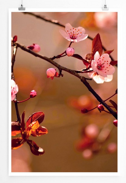 60x90cm Naturfotografie Poster Zauberhafte Kirschblüten