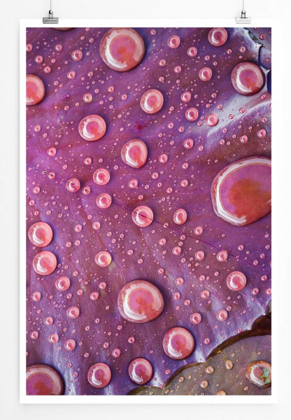 60x90cm Naturfotografie Poster Wassertropfen auf lila Lotusblatt