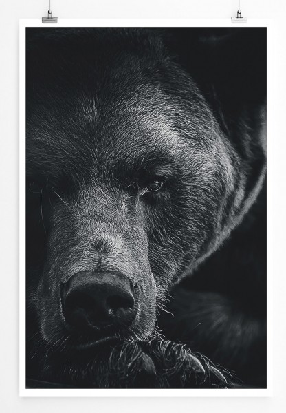 60x90cm Poster Tierfotografie  Porträt eines Braunbären schwarz weiß