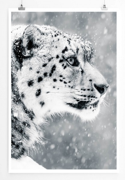 Tierfotografie  Liegender Schneeleopard im Seitenprofil